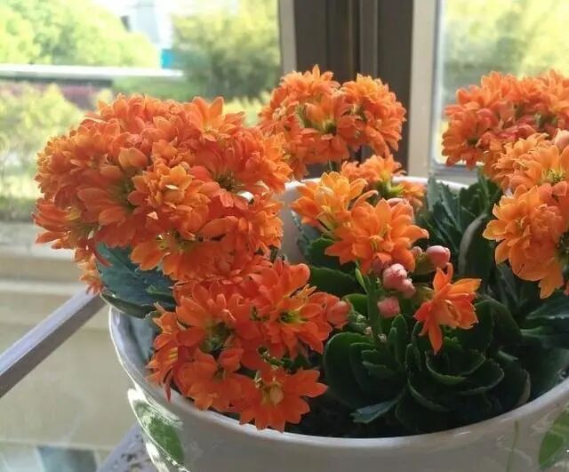 十月养长寿花 有一点要谨慎 花期才能顺利开花 花苞多 全网搜