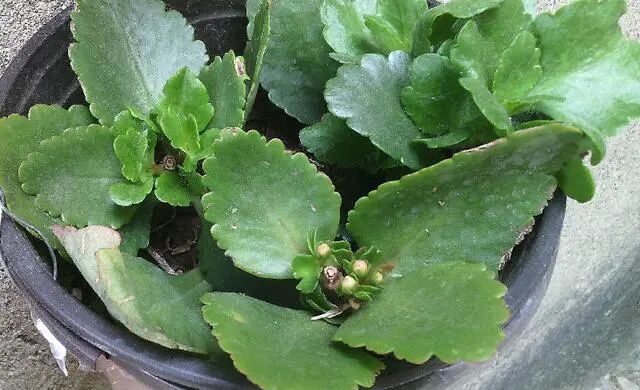 十月养长寿花 有一点要谨慎 花期才能顺利开花 花苞多 全网搜