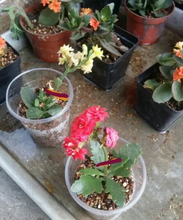 十月养长寿花 有一点要谨慎 花期才能顺利开花 花苞多 全网搜