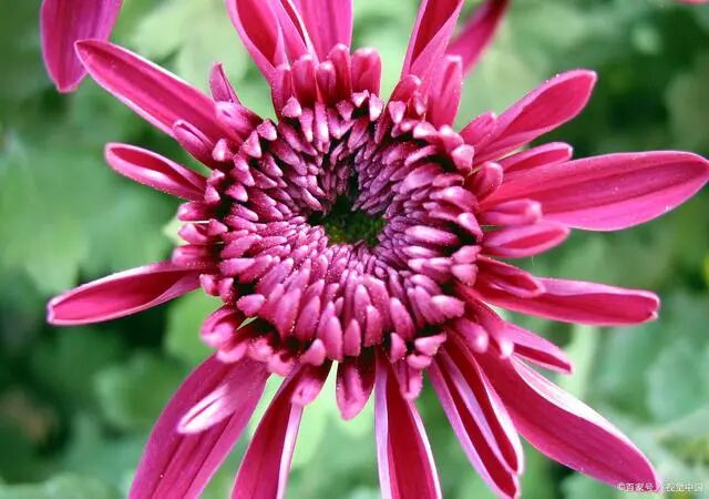 院子里种上 耐寒花 冬天的院子依旧是花园 冷艳又好看 全网搜