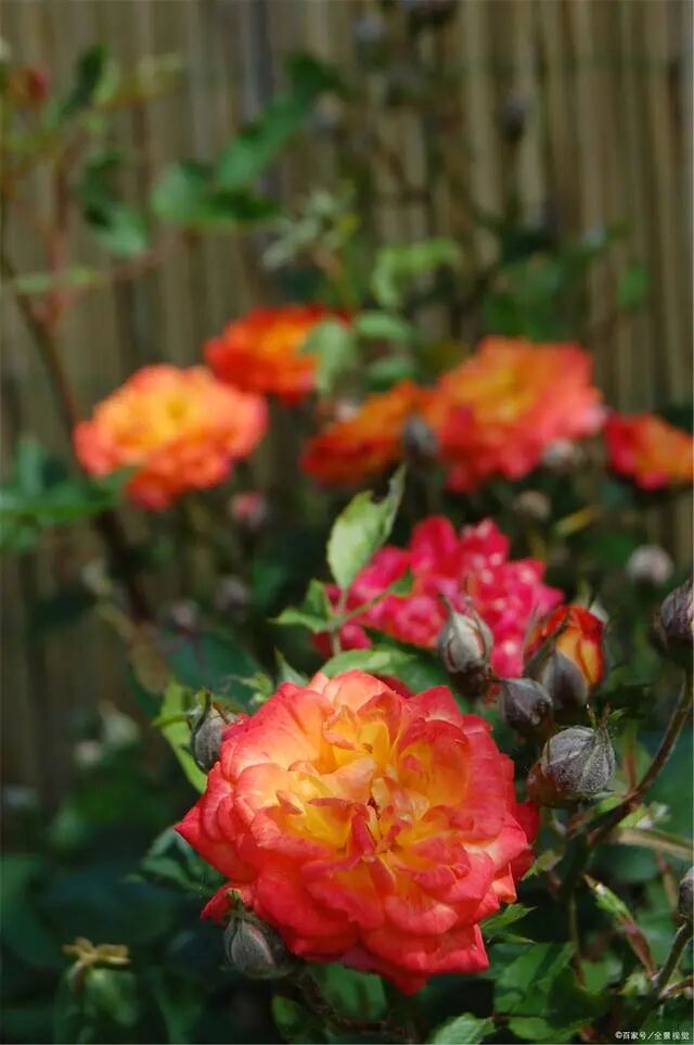 院子里种上 耐寒花 冬天的院子依旧是花园 冷艳又好看 全网搜