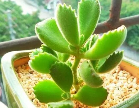 花友 我家的 多肉宝宝 长歪了 养花大神 砍个头 还可以挣扎 家庭养花小窍门 微信公众号文章阅读 Wemp