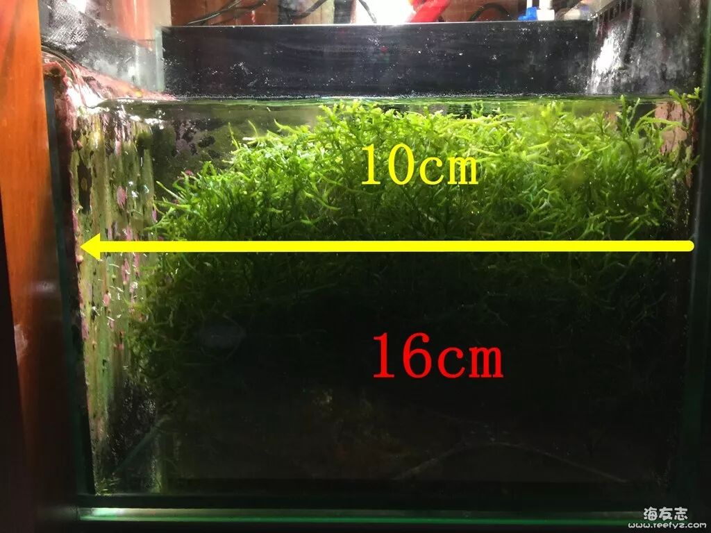 Ae藻桶 首秀登场 海友志海水论坛 微信公众号文章阅读 Wemp