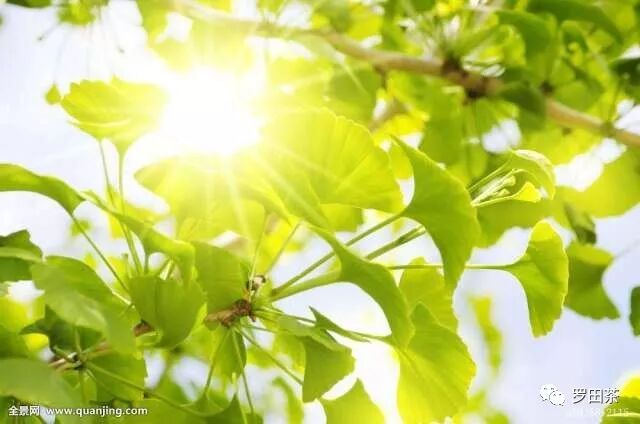 应时喝黑茶养生，方能“春分”得意
