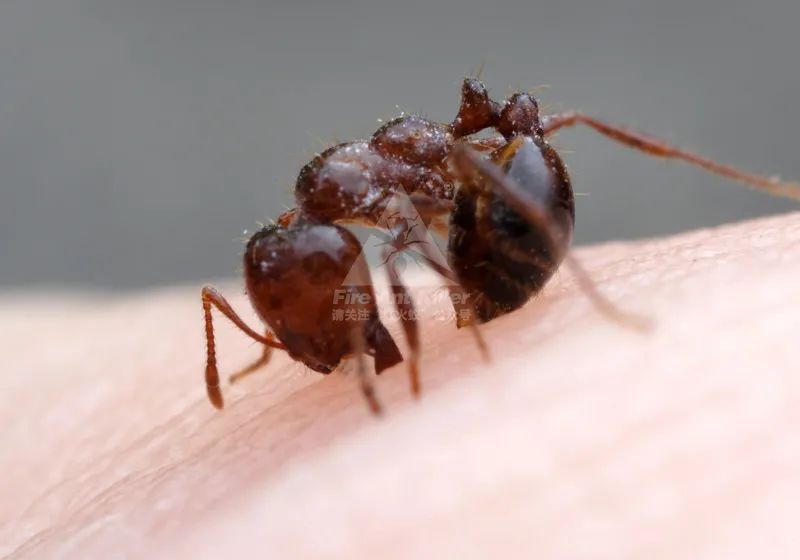 看清楚了这才是红火蚁