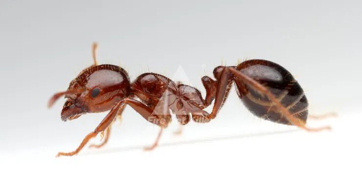 看清楚了这才是红火蚁