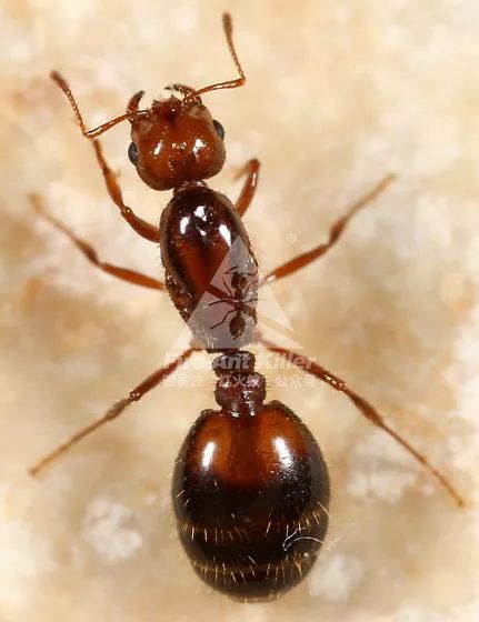 红火蚁的样子图片