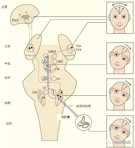 床旁x怎么使用基本功｜面对眩晕如何进行床旁检查？_https://www.jmylbn.com_新闻资讯_第1张