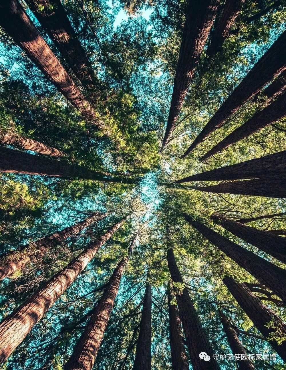 大衛(wèi)純實(shí)木地?zé)岬匕錩純實(shí)木木地板_地板實(shí)木和實(shí)木復(fù)合