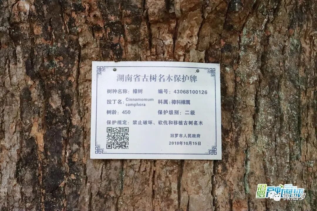 其上挂了"湖南省古树名木保护牌",保护级别为二级,树龄450年,挂牌时间