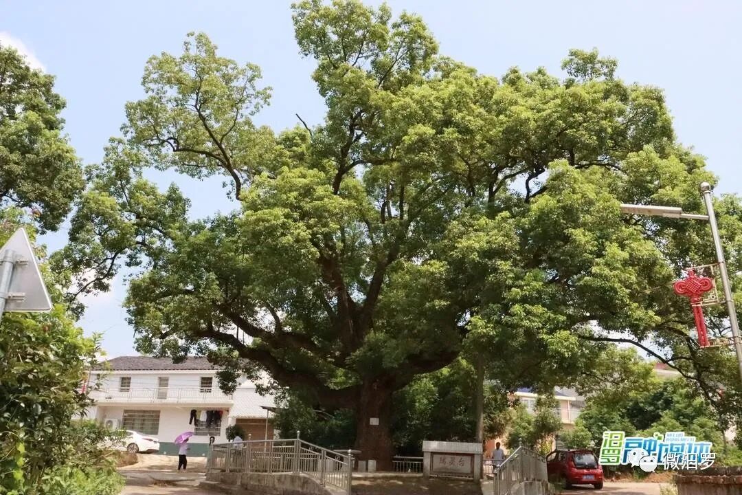 汨罗这里有一古树450余岁了你见过没