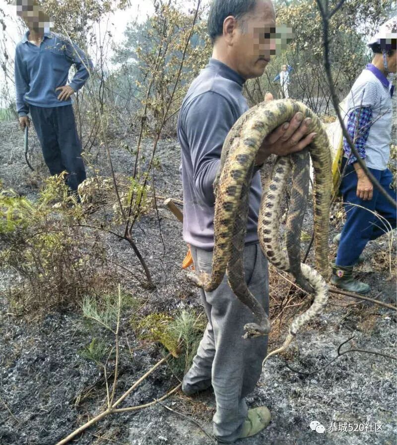 栗木高岭村民扫墓引发山火，五步蛇一家惨遭厄运74 / 作者:深秋的落叶 / 帖子ID:260486
