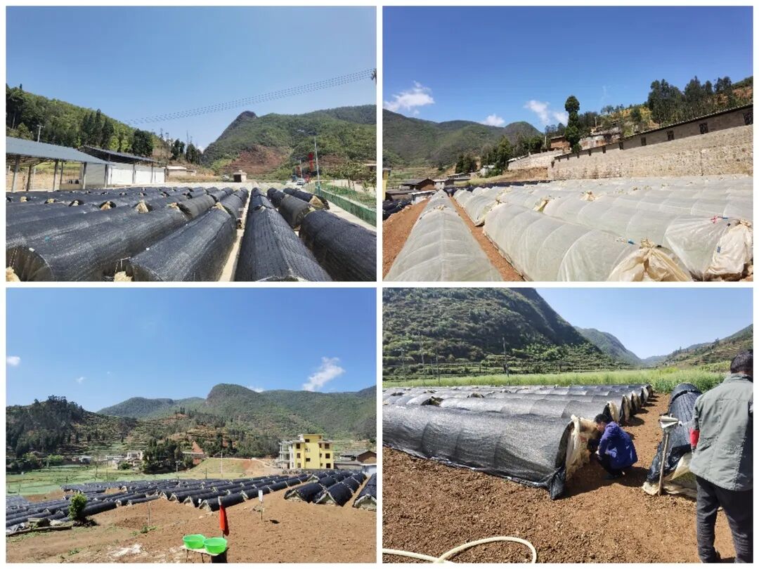 小街乡:春耕早来到,育苗备耕忙_易门县融媒体中心