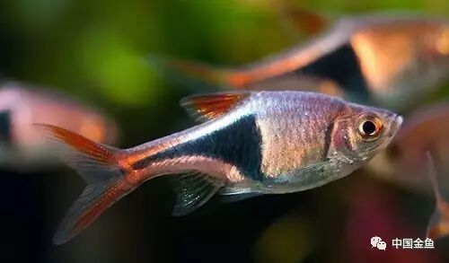 加了一大堆市面上常见的灯科鱼比如玫瑰扯鳍,银屏灯,白云金丝,红鼻