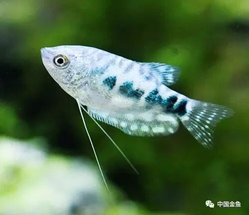 【鱼友故事】养鱼的乐趣与回忆!