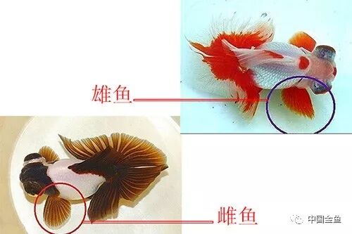 家庭饲养金鱼攻略之 这是公鱼还是母鱼 中国金鱼 微信公众号文章阅读 Wemp
