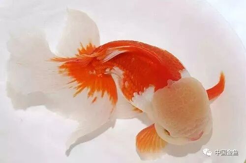 家庭饲养金鱼攻略之 寄生虫病的治疗和预防 中国金鱼 微信公众号文章阅读 Wemp