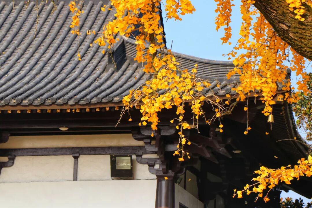 惠济寺_惠济桥村租房_普陀山惠济寺求什么