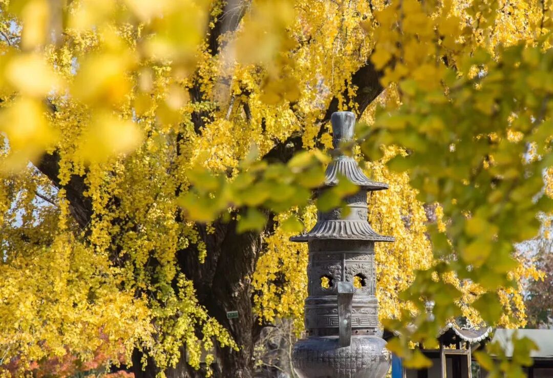 普陀山惠济寺求什么_惠济桥村租房_惠济寺