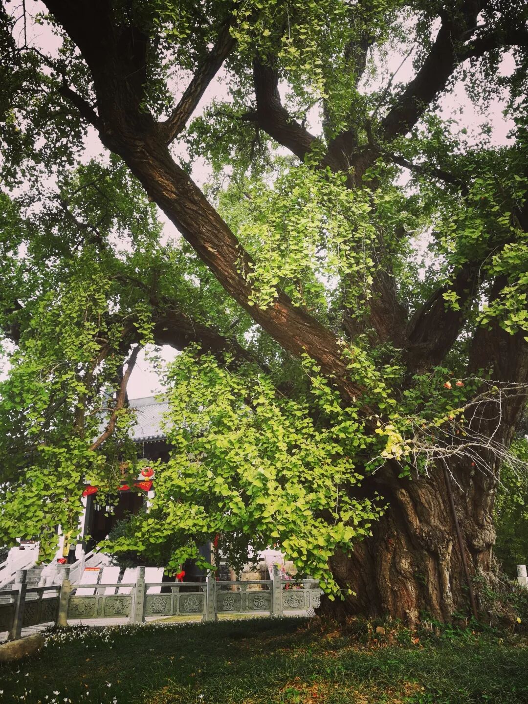 普陀山惠济寺求什么_惠济桥村租房_惠济寺