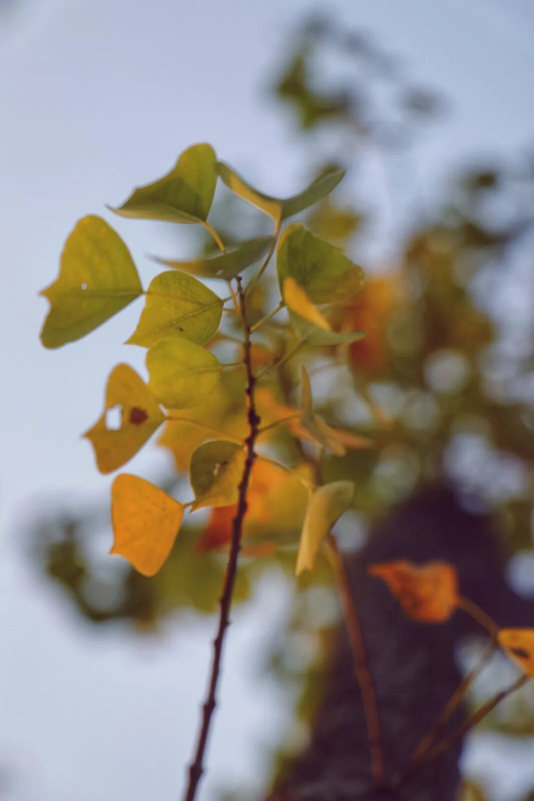 惠济寺_普陀山惠济寺求什么_惠济桥村租房
