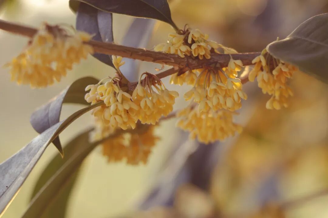 惠济寺_惠济桥村租房_普陀山惠济寺求什么