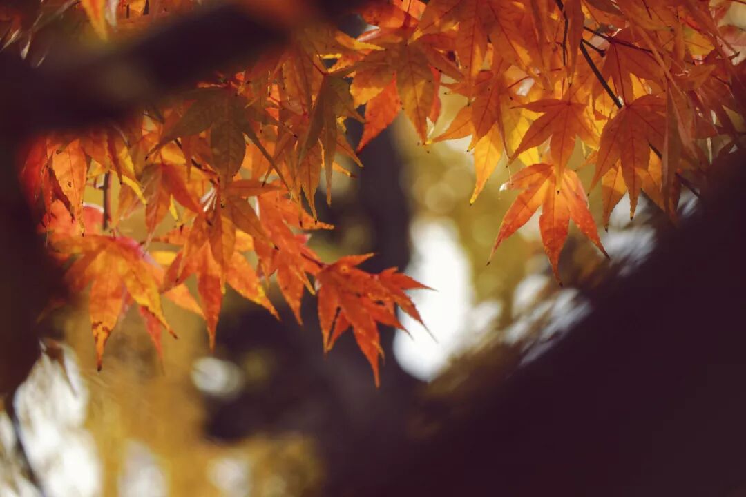 普陀山惠济寺求什么_惠济桥村租房_惠济寺
