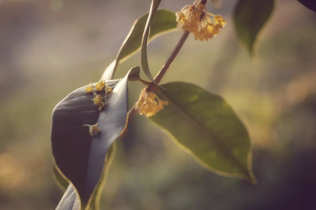 惠济桥村租房_普陀山惠济寺求什么_惠济寺