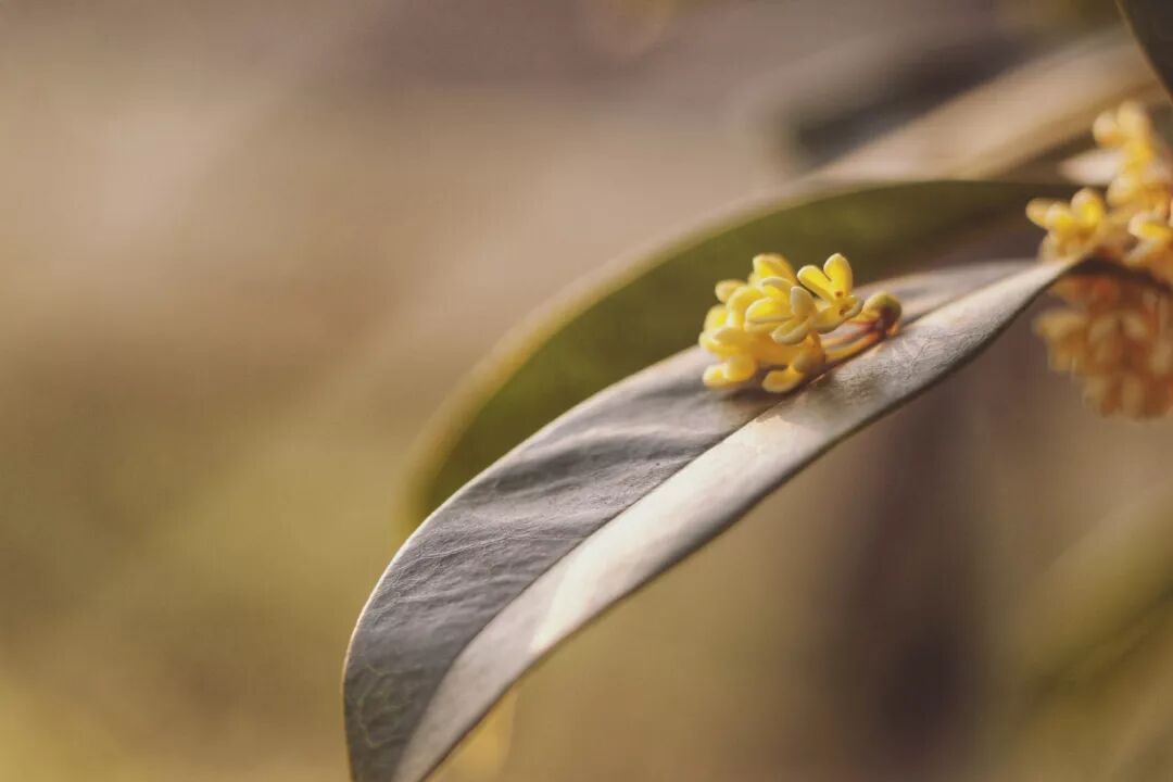 惠济桥村租房_普陀山惠济寺求什么_惠济寺