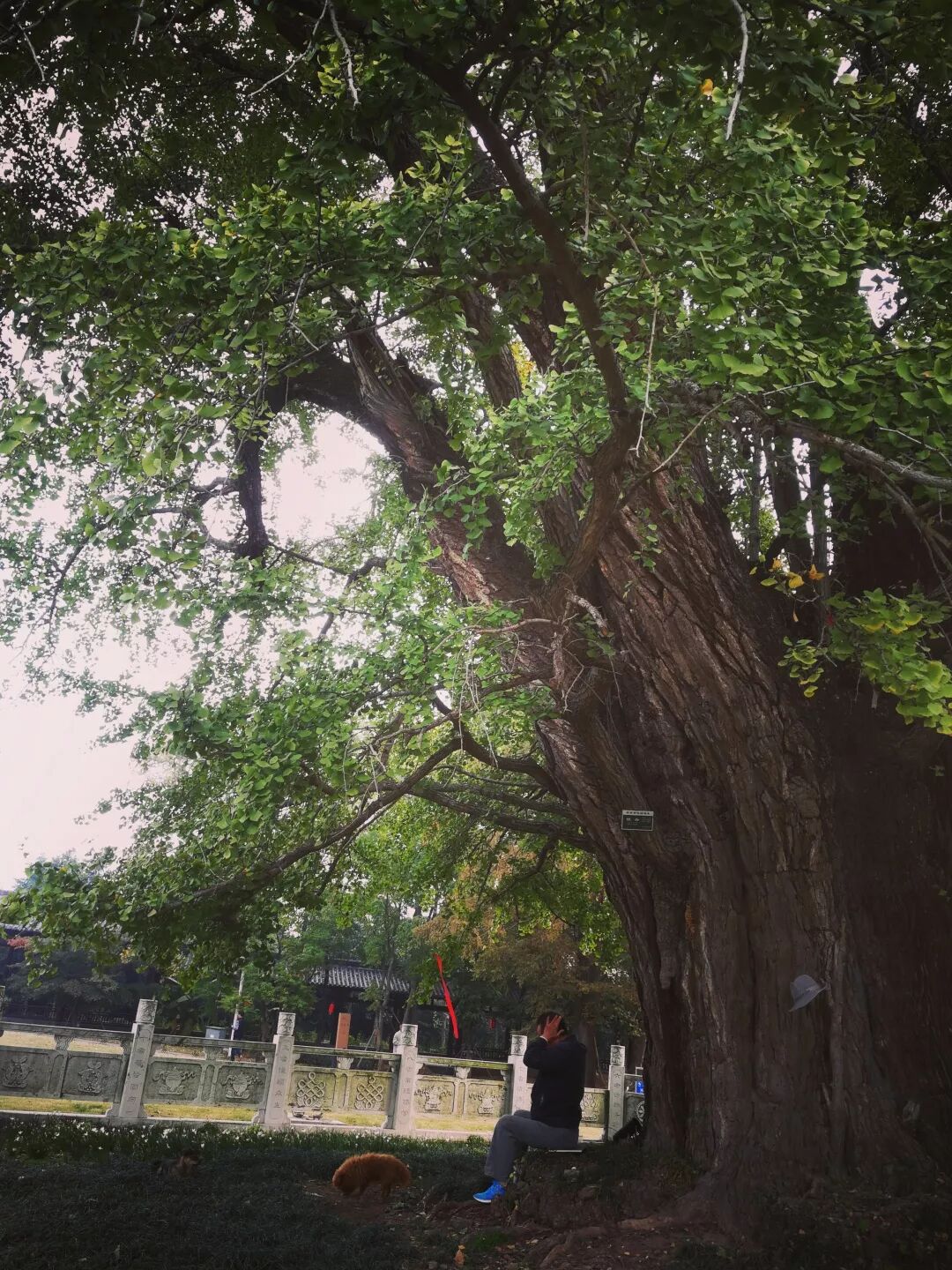 惠济寺_惠济桥村租房_普陀山惠济寺求什么