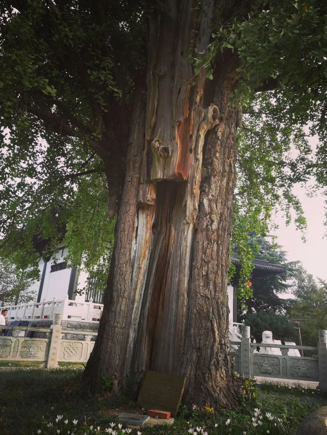 惠济寺_普陀山惠济寺求什么_惠济桥村租房