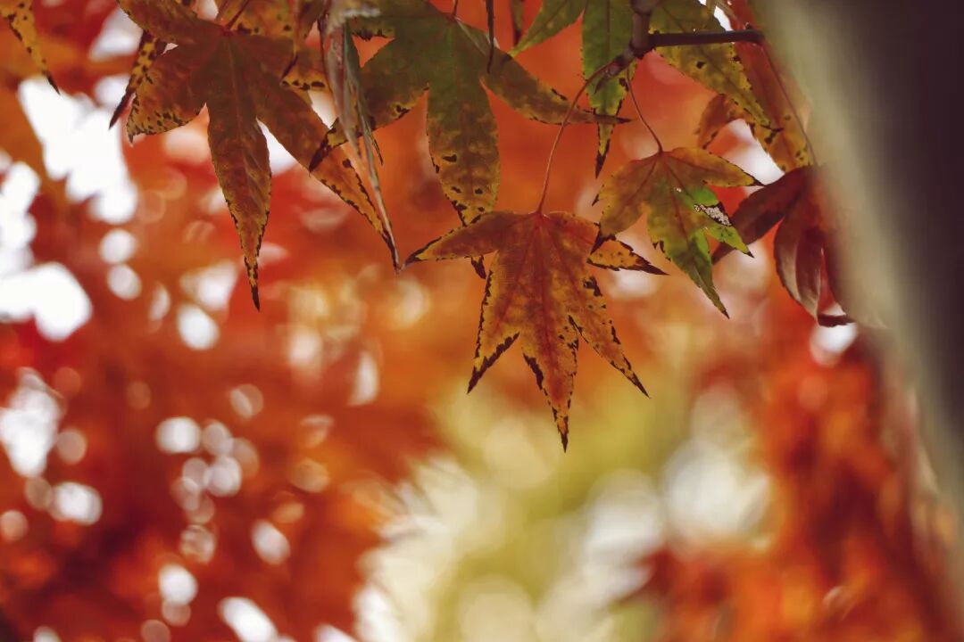 惠济寺_惠济桥村租房_普陀山惠济寺求什么