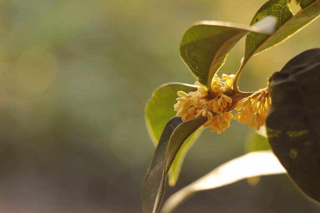 惠济桥村租房_普陀山惠济寺求什么_惠济寺