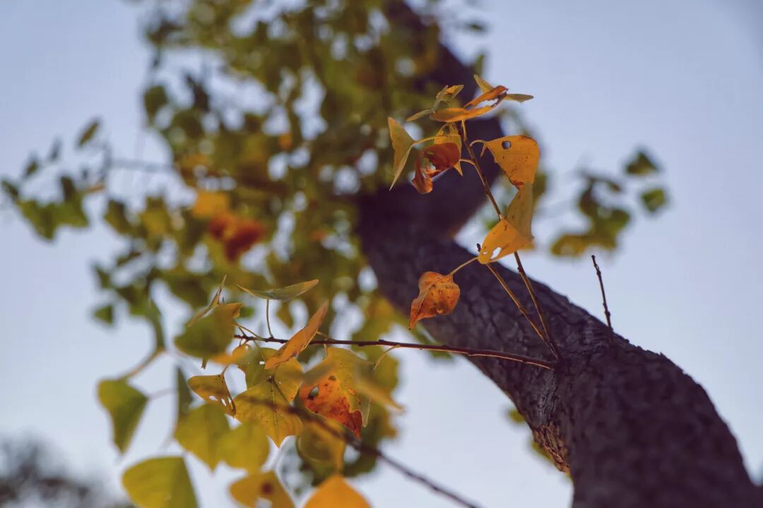 惠济寺_普陀山惠济寺求什么_惠济桥村租房