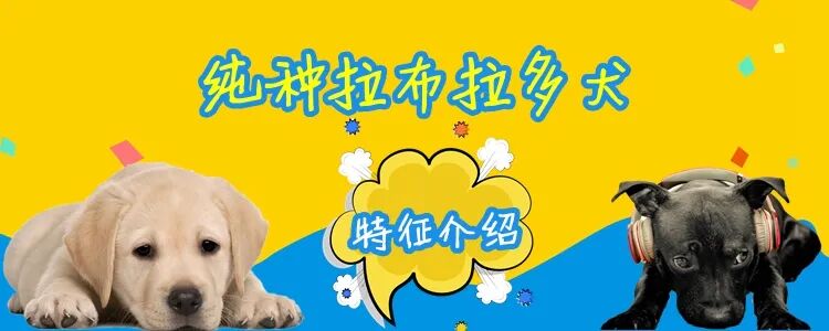 纯种拉布拉多犬特征是什么？