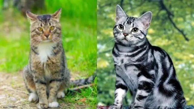 "美短"和"狸花猫"的不同之处,你分清楚了吗?