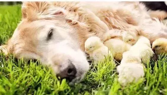 老虎不發威你當我是病貓呀！二哈，讓你嘚瑟～ 寵物 第4張