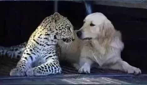 老虎不發威你當我是病貓呀！二哈，讓你嘚瑟～ 寵物 第5張