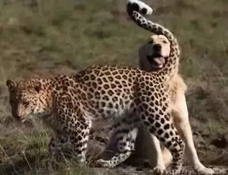 老虎不發威你當我是病貓呀！二哈，讓你嘚瑟～ 寵物 第6張