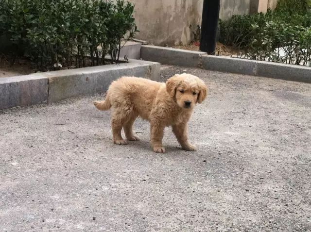 狗狗被主人拋棄了兩次，但是它的舉動打動了主人！ 寵物 第4張