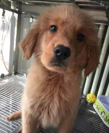 狗狗被主人拋棄了兩次，但是它的舉動打動了主人！ 寵物 第7張