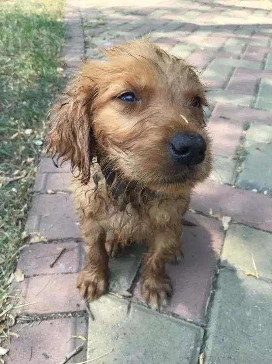 狗狗被主人拋棄了兩次，但是它的舉動打動了主人！ 寵物 第6張