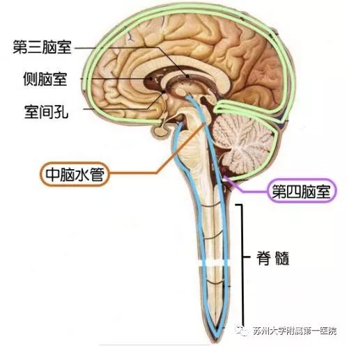 懷了「大頭寶寶」怎麼辦？寶爸寶媽先別急，聽聽婦產科專家怎麼說 親子 第2張