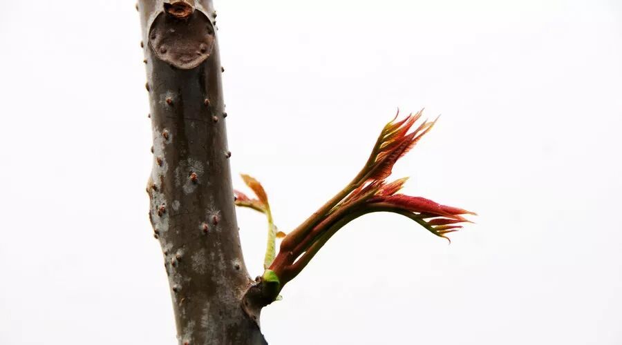 阿胶知识 | 春暖花开好时节，养肝护肝保安康！