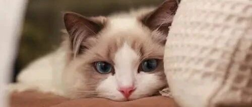 【青春语文 · 张洁素读】养与被养——读《猫》