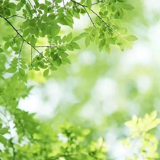第3357季【湿地豫见】焦艳晓：统编教材阅读——结构化大单元教学