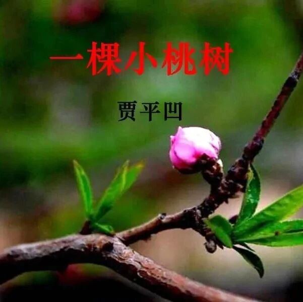 第3359季【张洁素读】角落——读《一棵小桃树》