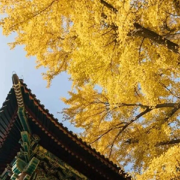 第3204季【李刚专栏】小生活（175）深秋北大碧云天，生日祝福到身边