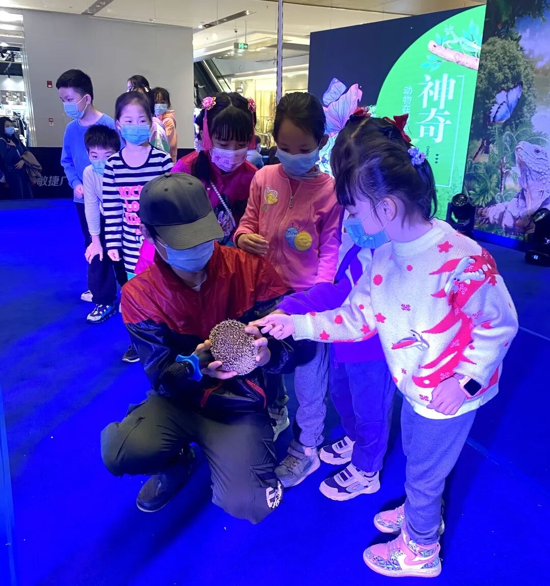 也有几十种蝴蝶,甲虫等昆虫标本,雨林蝎等活体动物,彩虹锹甲