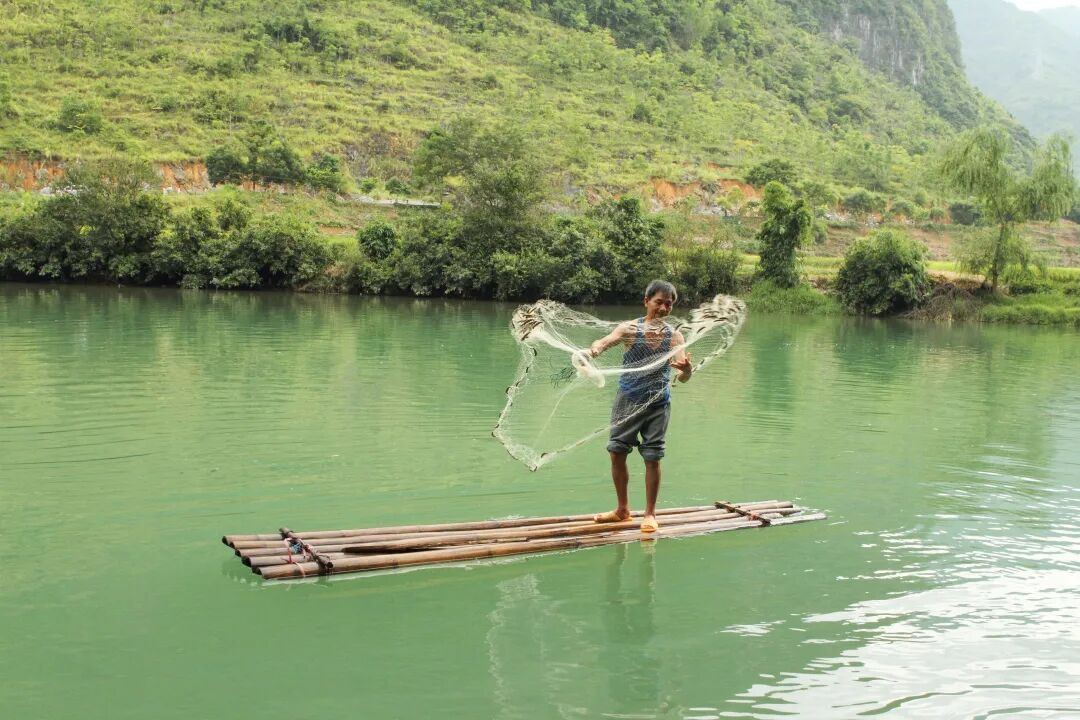 巴马油鱼-寿乡独有的"水下小人参"